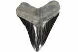 Black, Serrated, Fossil Megalodon Tooth - Georgia #90790-1
